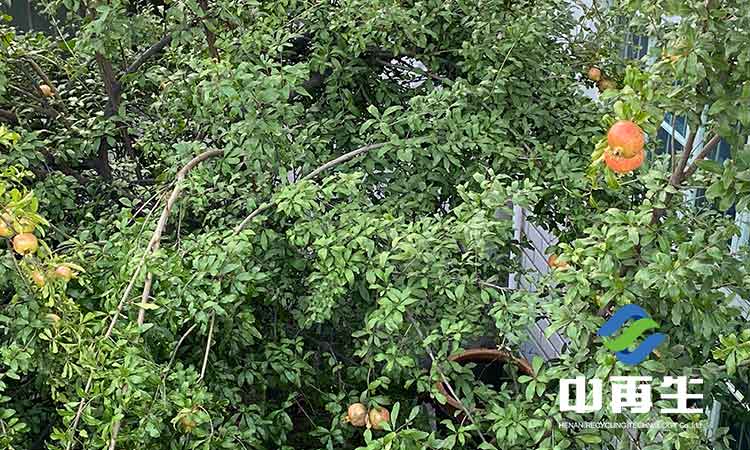 生活垃圾作為人類(lèi)社會(huì)發(fā)展必然的產(chǎn)物，具有哪些特性